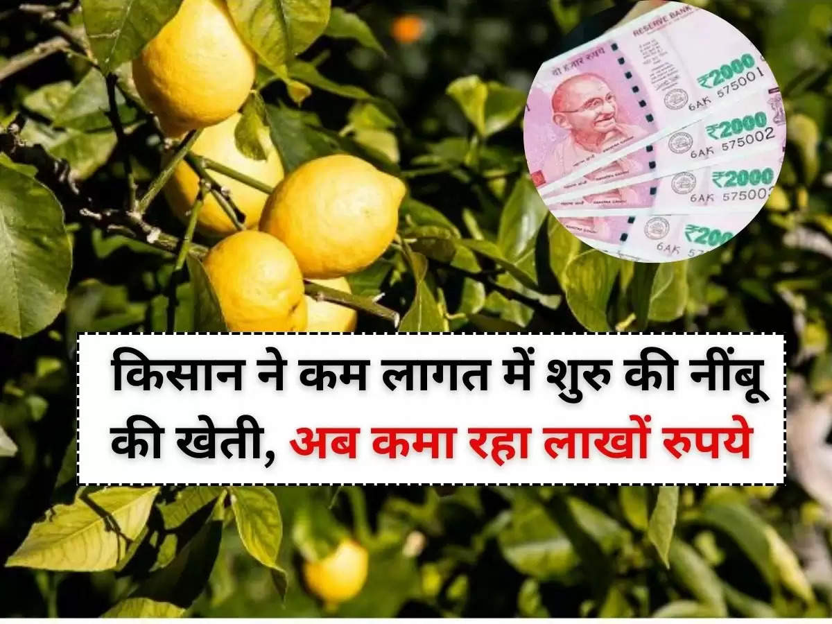  किसान ने कम लागत में शुरु की नींबू की खेती, अब कमा रहा लाखों रुपये
