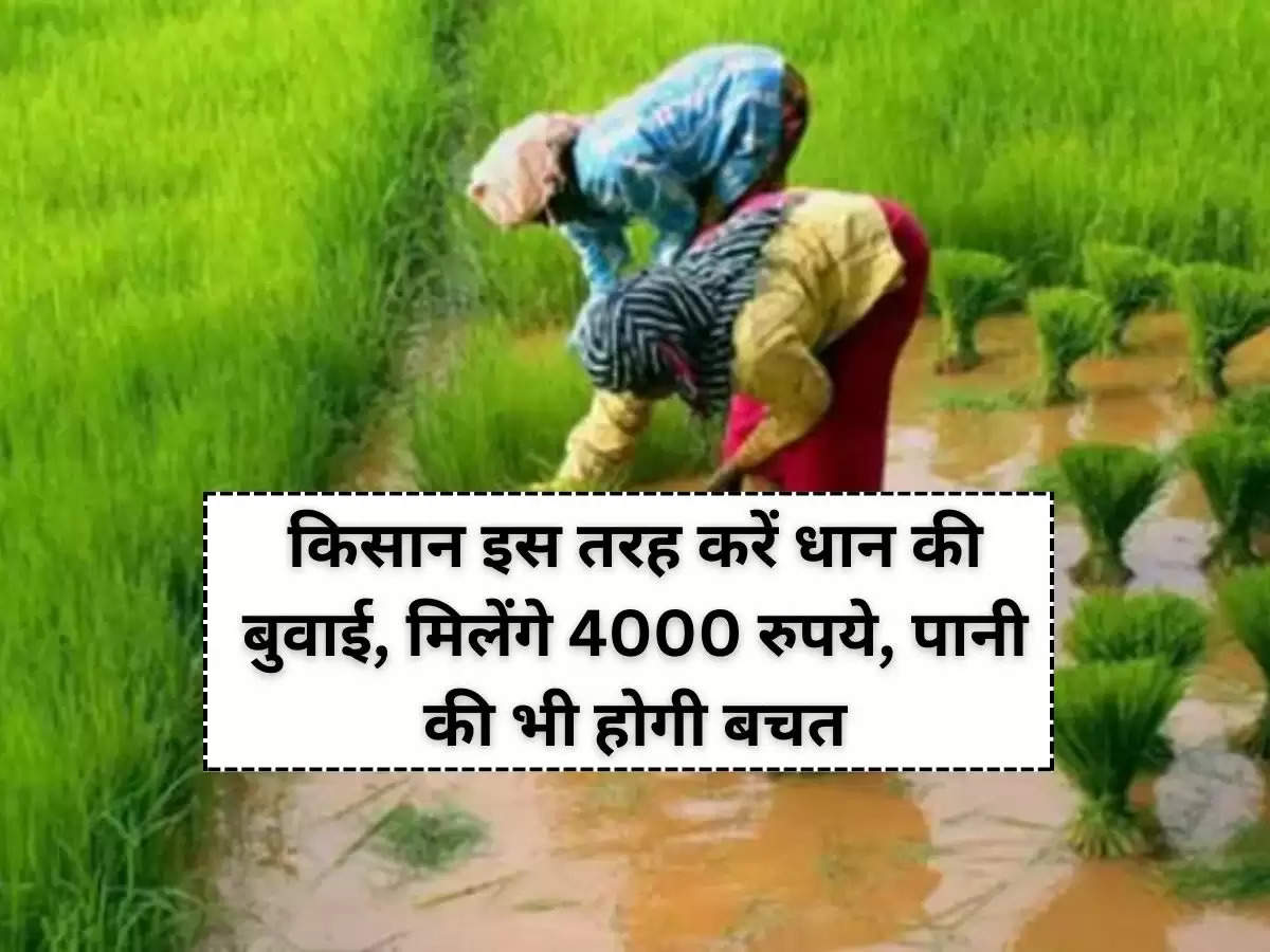 किसान इस तरह करें धान की बुवाई, मिलेंगे 4000 रुपये, पानी की भी होगी बचत